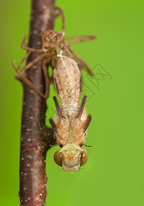 Libellula 四方宏观蜕皮栖息翅膀成人荒野脆弱性口器蜻蜓昆虫学图片