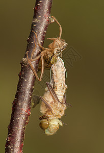 Libellula 四方栖息生活口器翅膀野生动物脆弱性蜻蜓荒野昆虫学成人图片