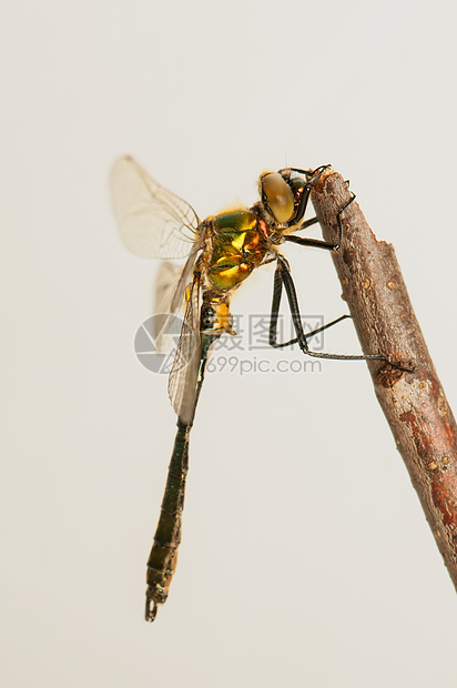 立方体野生动物昆虫学眼睛昆虫栖息转型身体蜕皮蜻蜓脆弱性图片