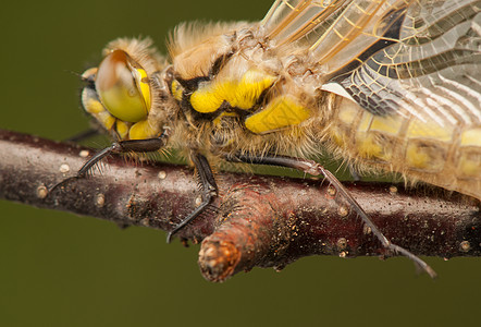 Libellula 四方蜕皮荒野动物口器生活蜻蜓转型昆虫翅膀成人图片