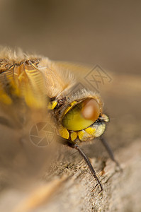 Libellula 四方生活宏观口器栖息翅膀转型脆弱性荒野昆虫成人图片