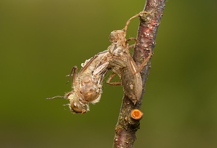 Libellula 四方口器昆虫学蜻蜓荒野栖息宏观蜕皮昆虫生活翅膀图片