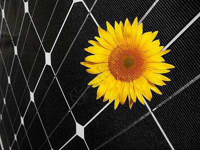 能源概念花粉植物群控制板光伏植物学技术太阳向日葵活力电气图片