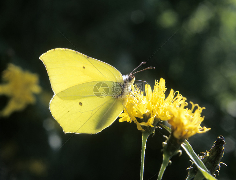 常见硫磺石翅膀天线动物昆虫蝴蝶图片