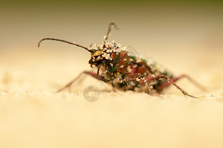 Cicindela 野营荒野动物群甲虫野生动物宏观昆虫学动物动物学鞘翅目油菜图片