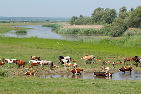 河上骑牛和马图片