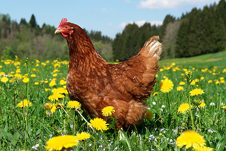汉内环境栅栏农家院农业梳子免费家禽花朵母鸡食物背景图片