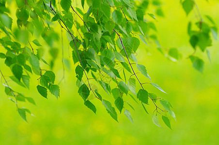 叶子树木植物群植物脆弱性森林宏观公园分支机构树叶生长图片