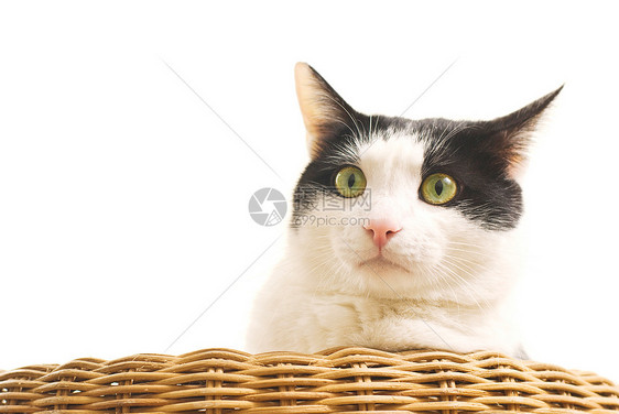 沙发上黑白猫的肖像图片