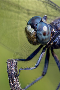 野蓝头木头蒸汽昆虫发臭植物枝条蜻蜓翅膀橙子紫檀图片