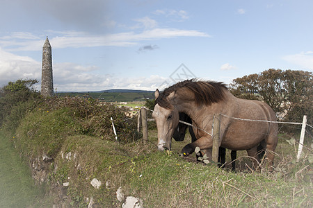 两匹梦幻般的爱尔兰马和古老圆塔历史性鬃毛蓝色运动石头牧场农村旅游树木岩石图片