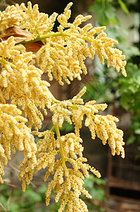 棕榈树花语植物棕榈花园植物群绿色植物学公园热带高清图片