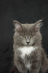 灰白小白猫特写在黑色背景上猫咪毛皮眼睛动物头发白色宠物晶须爪子猫科图片
