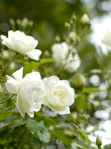 白玫瑰花香水念日房子植物季节花园石头乡村明信片窗户图片