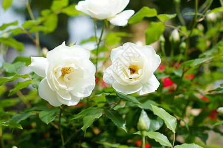 白玫瑰花香水玫瑰植物房子石头窗户白玫瑰小屋明信片乡村图片