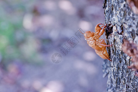 状蟋蟀蜕皮眼睛森林昆虫天线叶子样本棕色翅膀图片