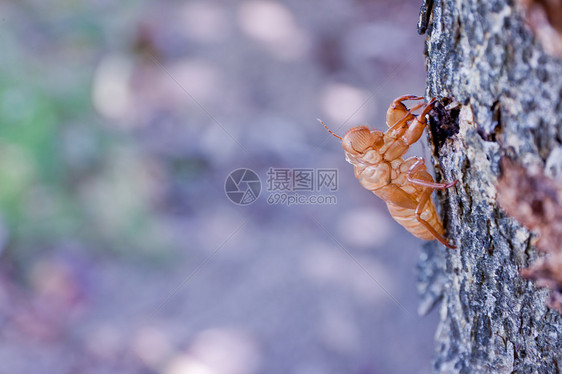 状蟋蟀蜕皮眼睛森林昆虫天线叶子样本棕色翅膀图片