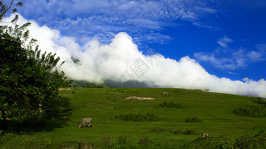 公牛队的风景图片