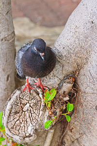 鸽子灰色乡村花园生物公园场地季节地面眼睛野生动物图片