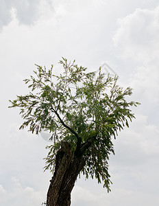 本底热带热带树环境天篷植物晴天森林花园衬套场地丛林气候图片