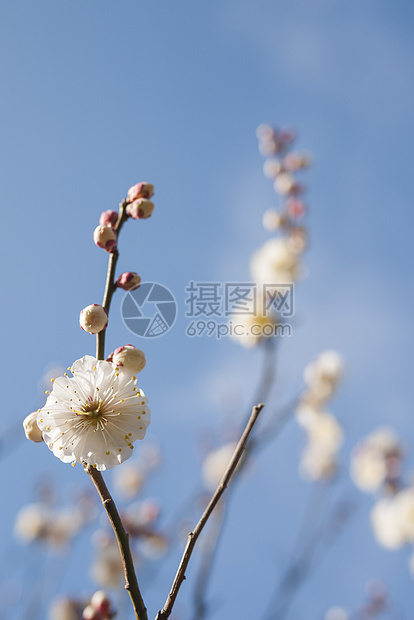 白梅花花热带蓝色季节枝条宏观投标天空植物学植物美丽图片