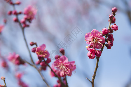 粉红羽花花季节植物群花瓣花园投标宏观果园植物学蓝色枝条图片