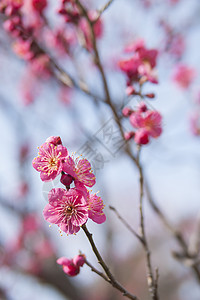 粉红羽花花美丽投标季节宏观热带梅花植物学植物群枝条花园图片