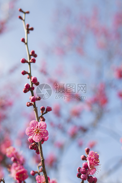 粉红羽花花植物学植物季节植物群果园脆弱性投标热带枝条花园图片