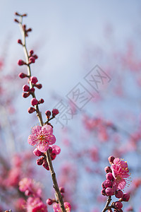 粉红羽花花植物学花园植物季节美丽植物群梅花天空枝条宏观图片