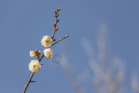 白梅花花热带枝条梅花植物学蓝色果园天空脆弱性宏观投标图片