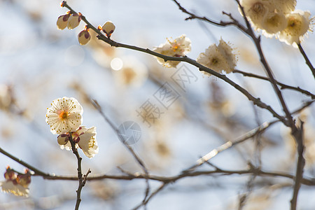 白梅花花投标天空梅花花园脆弱性蓝色宏观背景花瓣美丽图片