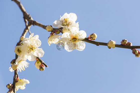 白梅花花热带脆弱性花瓣植物枝条蓝色天空果园投标花园图片