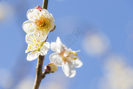 白梅花花花园投标花瓣季节枝条植物脆弱性梅花天空热带图片