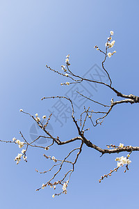 白梅花花脆弱性蓝色植物学宏观热带植物群天空枝条投标梅花图片