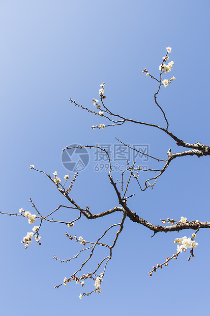 白梅花花脆弱性蓝色植物学宏观热带植物群天空枝条投标梅花图片