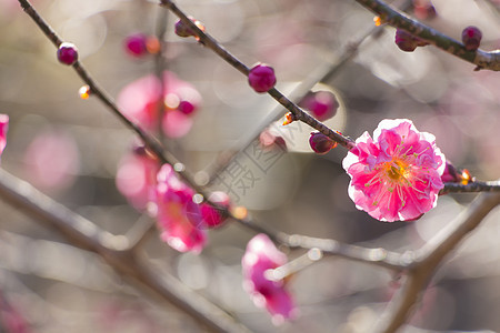 粉红羽花花背景花瓣投标果园季节脆弱性美丽宏观植物群植物学图片