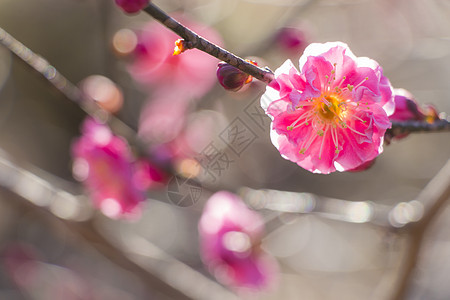 粉红羽花花投标枝条背景花园植物群脆弱性植物学宏观花瓣美丽图片