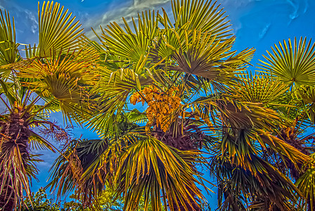 棕榈树叶丛林射线风景气候生长环境生态木头雨林森林图片