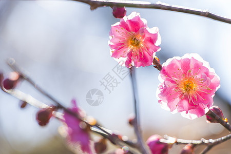 粉红羽花花植物学植物群梅花宏观枝条植物花瓣热带天空花园图片