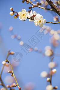 白梅花花梅花热带植物蓝色投标植物群花瓣宏观植物学背景图片