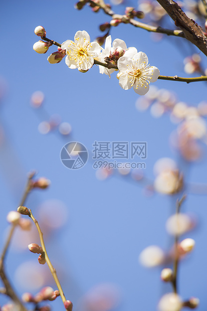 白梅花花梅花热带植物蓝色投标植物群花瓣宏观植物学背景图片