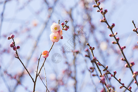 粉红羽花花枝条果园投标梅花季节植物学脆弱性花园天空热带图片