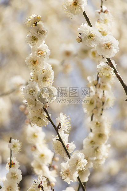 白梅花花植物学枝条花瓣植物群季节花园热带美丽宏观投标图片