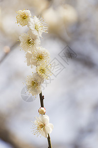 白梅花花梅花投标脆弱性宏观季节花园植物学植物果园枝条图片