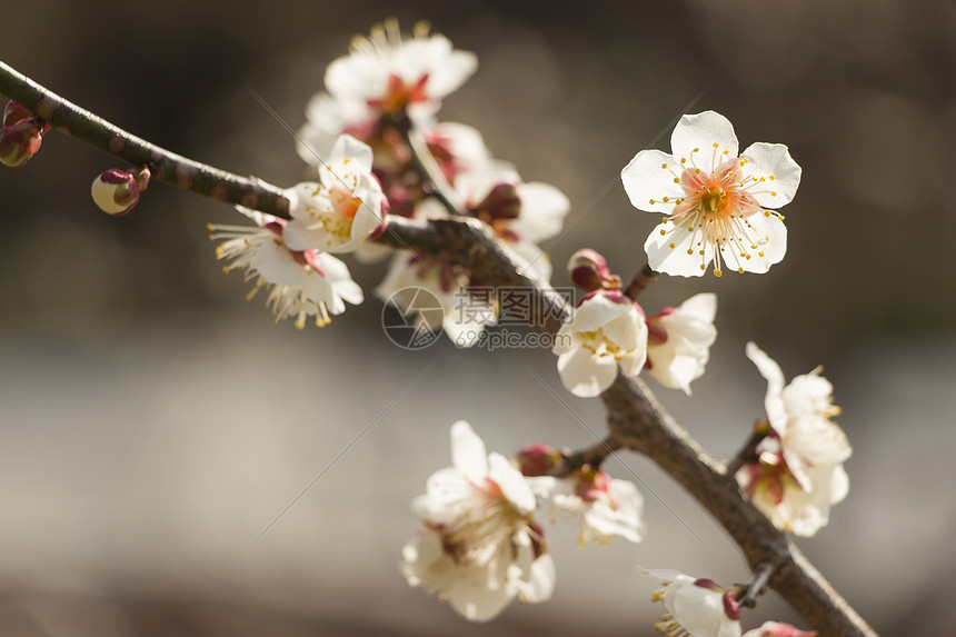 白梅花花梅花花园枝条植物植物群季节背景美丽脆弱性宏观图片