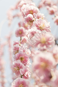 粉红羽花花梅花植物蓝色花瓣热带投标花园果园天空宏观图片