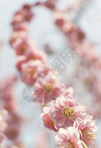 粉红羽花花花园天空植物群植物枝条季节植物学热带果园脆弱性图片