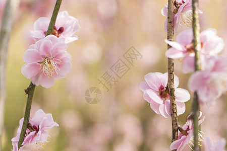 粉红羽花花蓝色美丽脆弱性热带花瓣果园天空植物群投标宏观图片