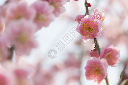 粉红羽花花脆弱性枝条美丽植物学梅花季节热带花瓣蓝色植物群图片