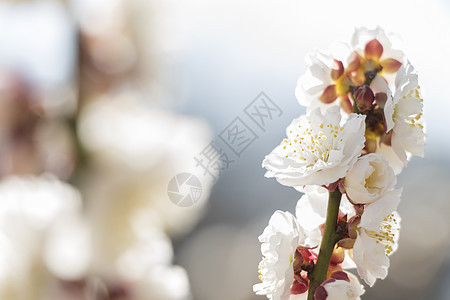 白梅花花枝条宏观植物群花瓣植物美丽植物学花园季节脆弱性图片